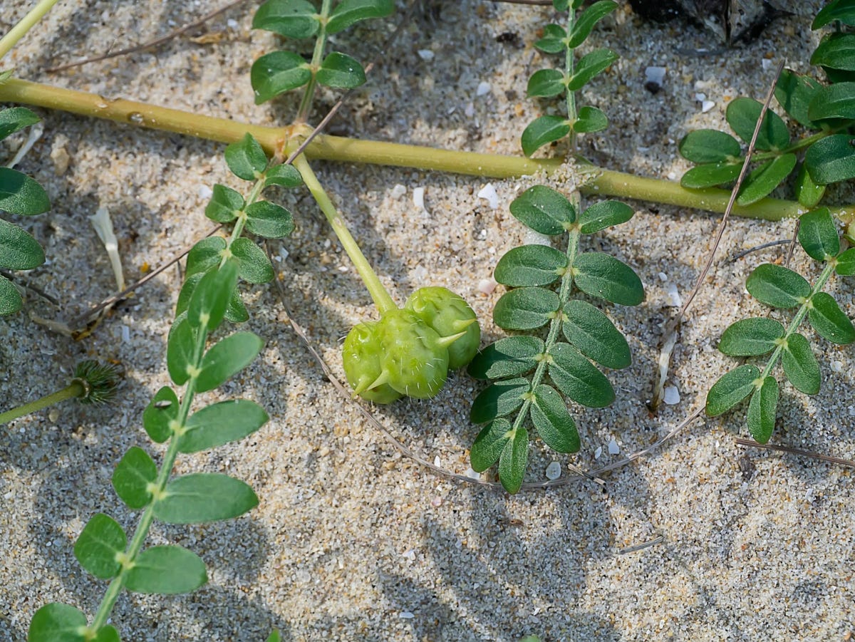 Health Benefits Of Gokhru | Medium