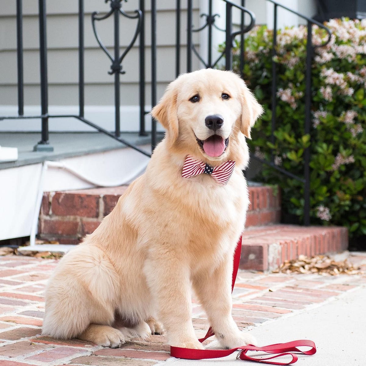 6 Most Popular Dog Collars and How to Use Them by Crewlala American