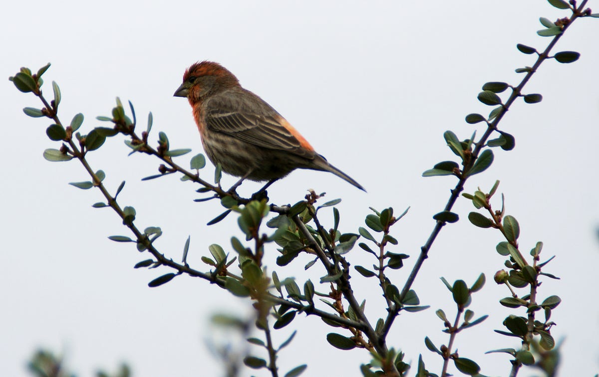 Birding for Great Mental Health! The Daily Cuppa Medium