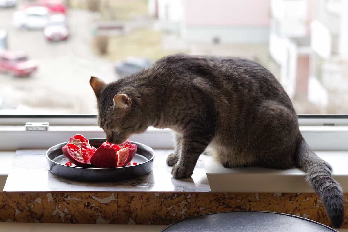 Can cats hotsell eat fruit