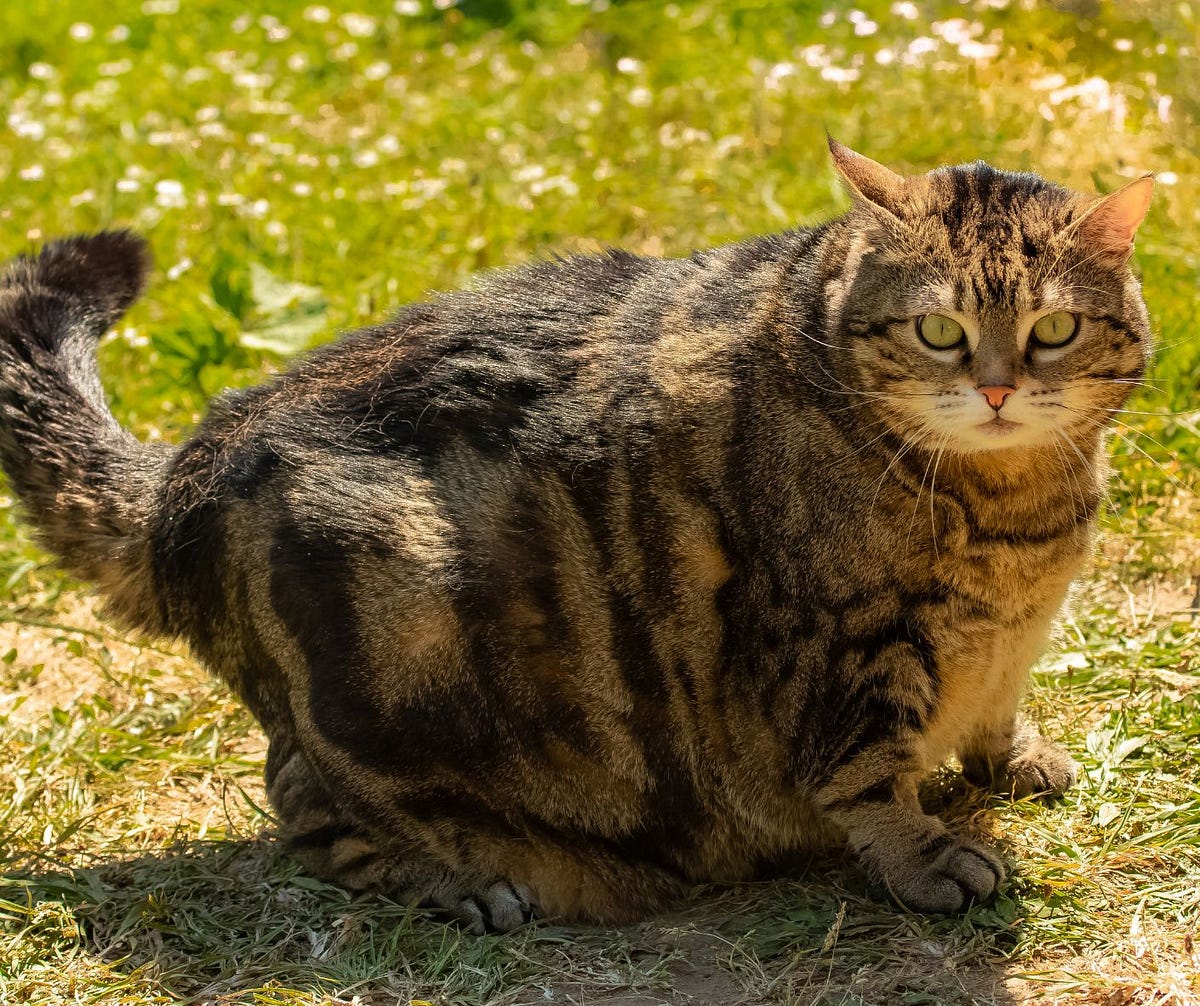 Should I Be Concerned About My Overweight Cat? by Shelley Wenger