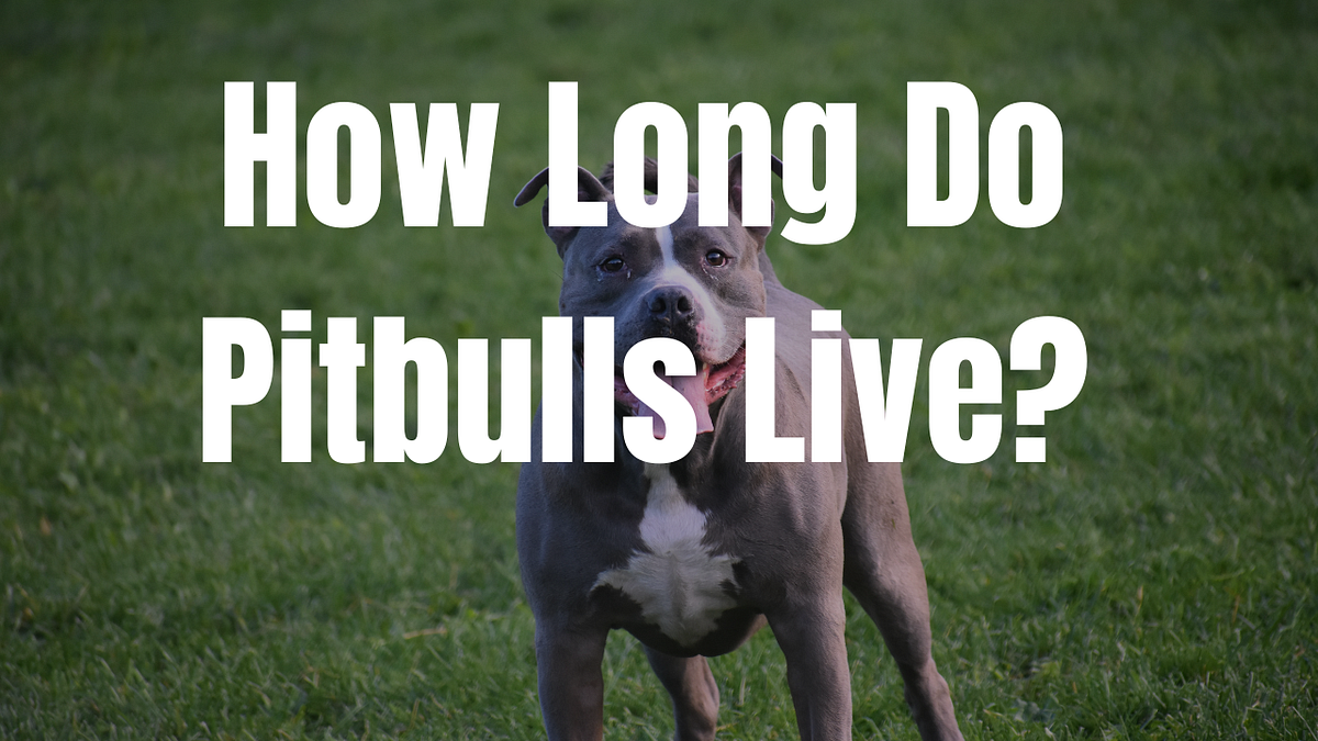 How Long Do Pit Bulls Live: The Ultimate Guide to Pit Bull Longevity