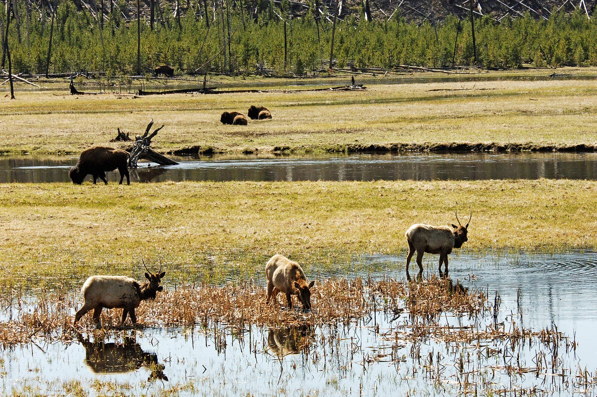 Zigging and Zagging to Avoid Predators by Wildlife Conservation
