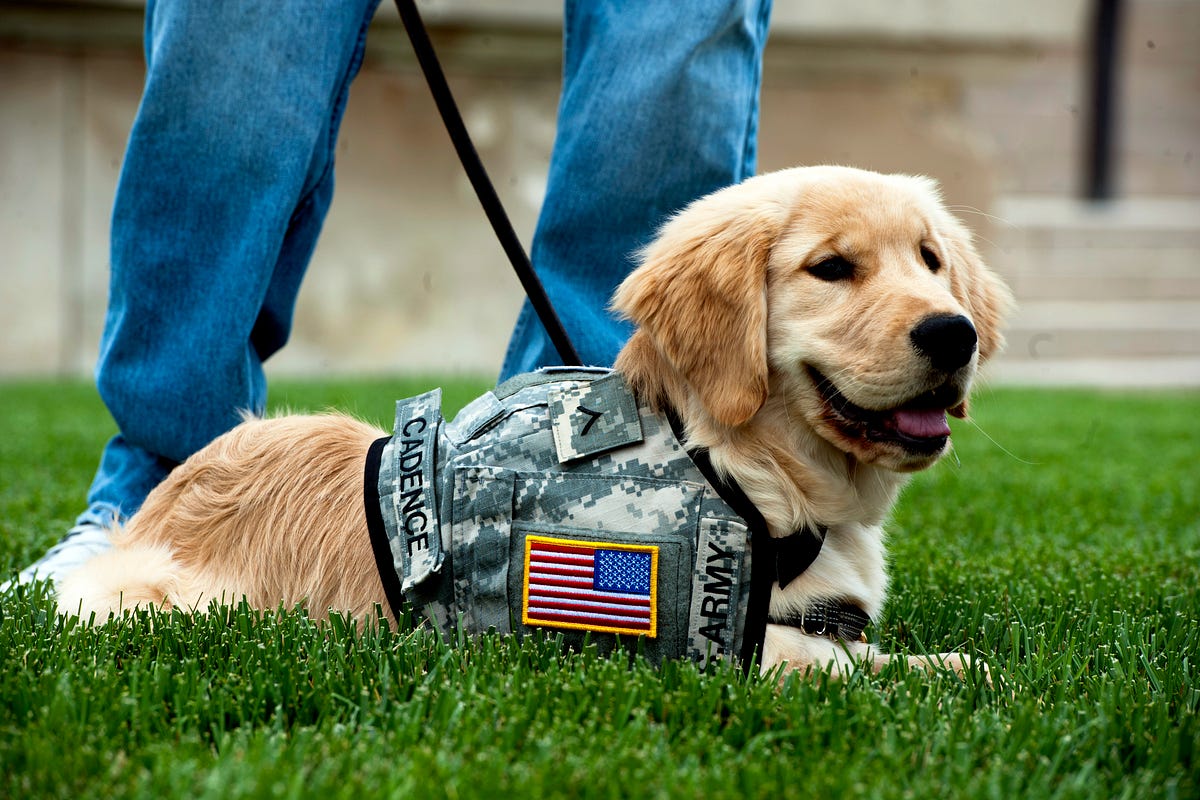 Service Dogs for Veterans. Millions of veterans returning from… by