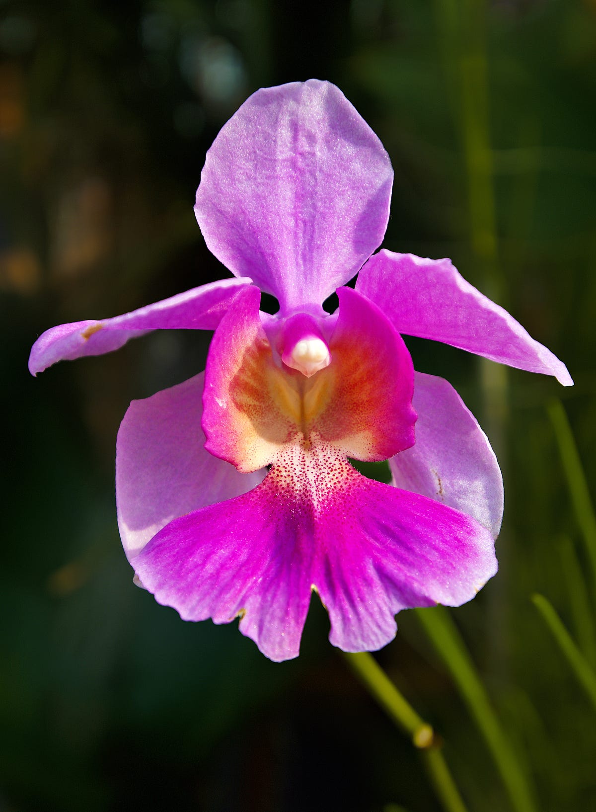 Vanda Miss Joaquim - The Daily Cuppa - Medium