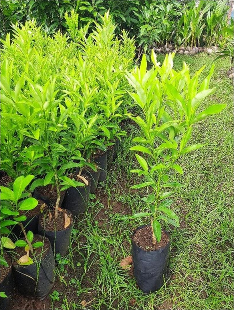 Bibit Jeruk Nagami Super Okulasi 80 Cm Up Pangandaran Terlengkap | by ...