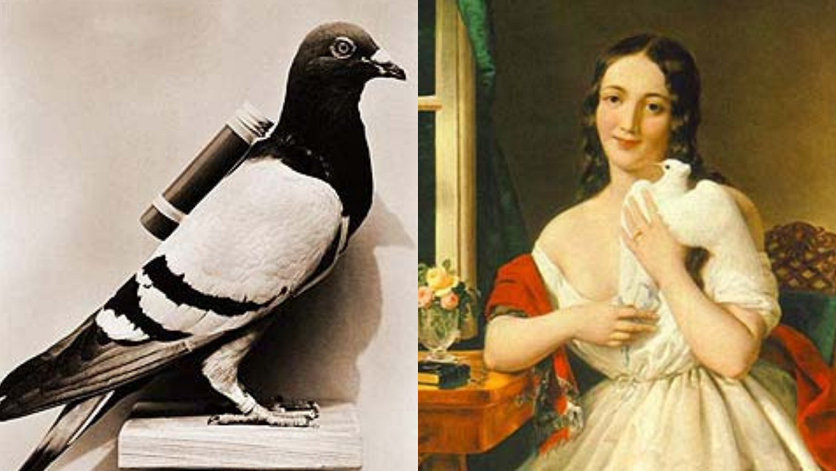 How Did Pigeons Deliver Letters?. Skillful rats of the sky by Radha