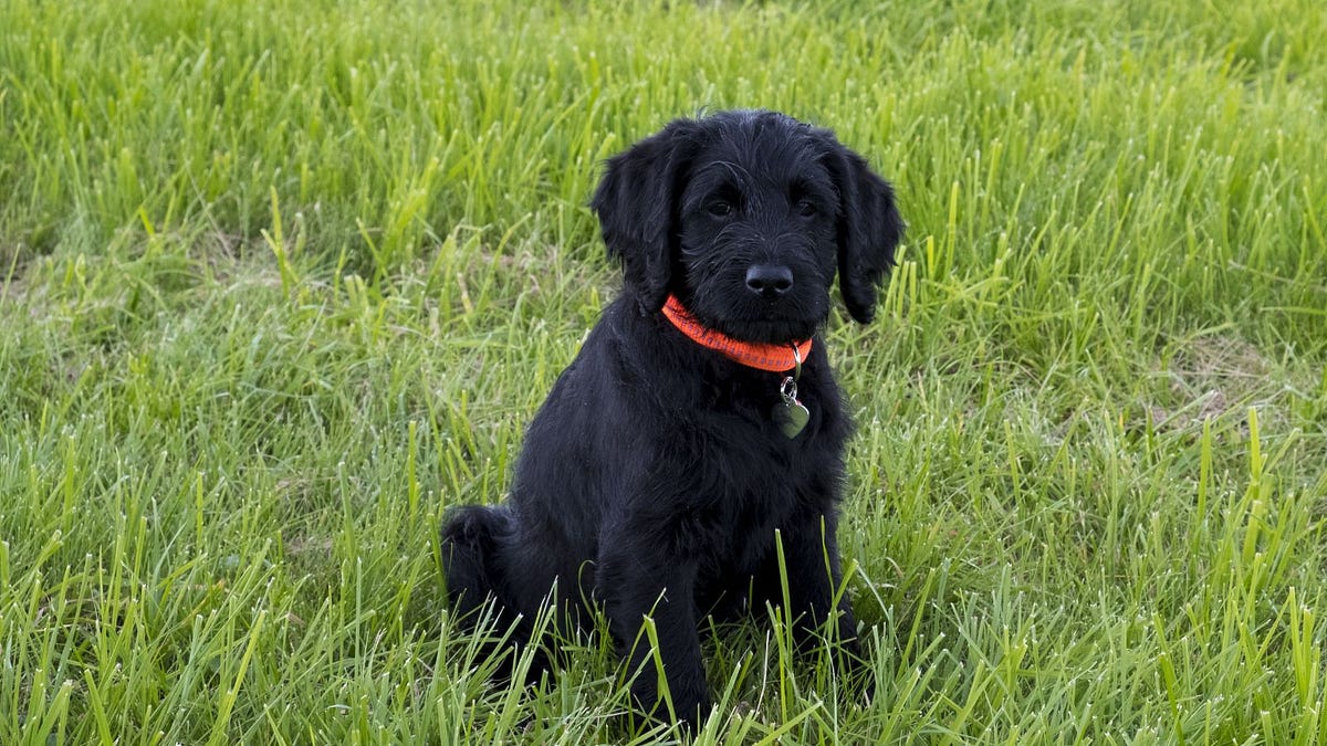 How To Train Your Labradoodle As A Therapy Dog | by Hidden Springs ...