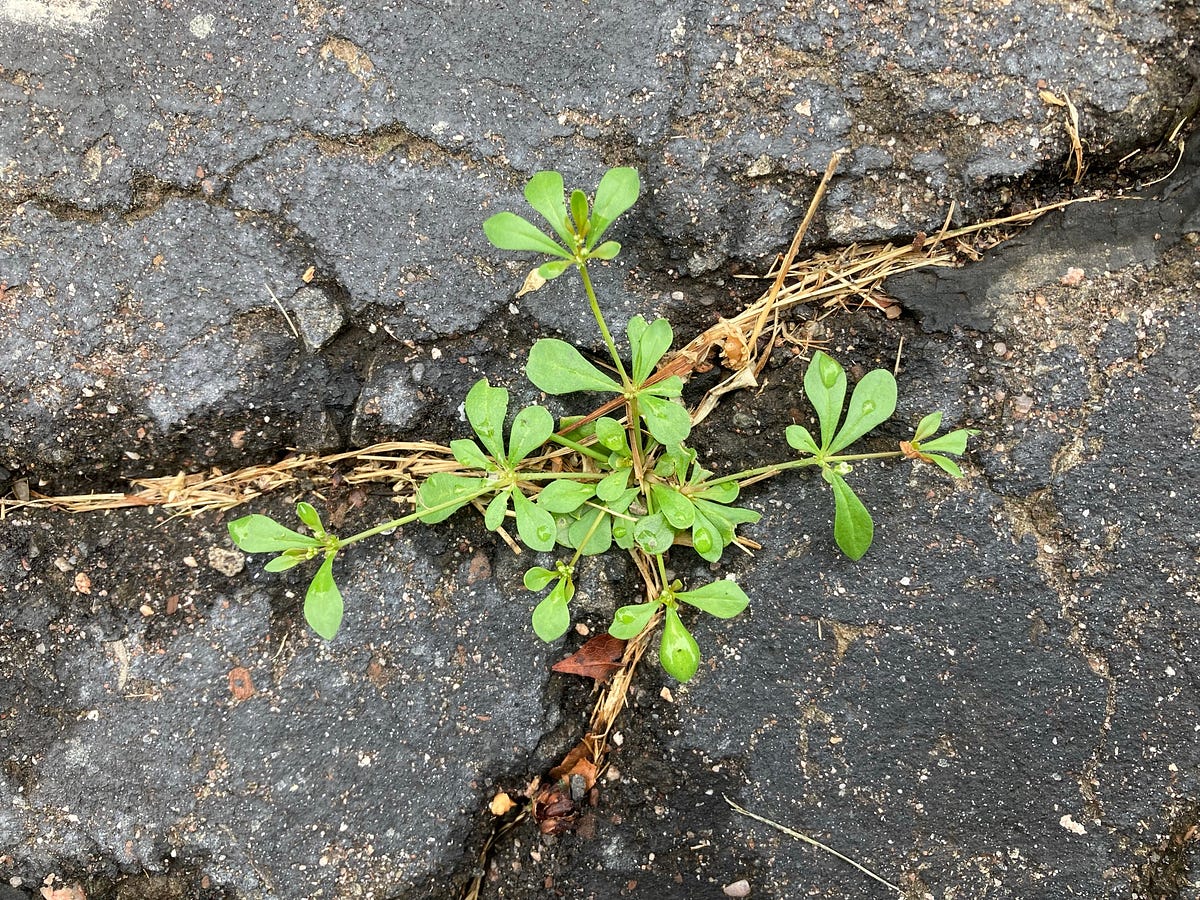 City Flora #2  Sidewalk Cracks. Meet the often-overlooked plants that |  by A Vinyl County Almanac | Medium
