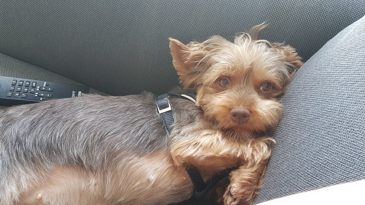 Importing my dog to China. I spent many hours researching, months… by