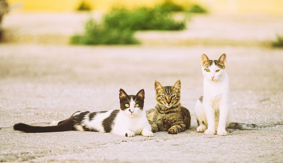 Why Do Cats Get Hiccups?. If you have a cat,