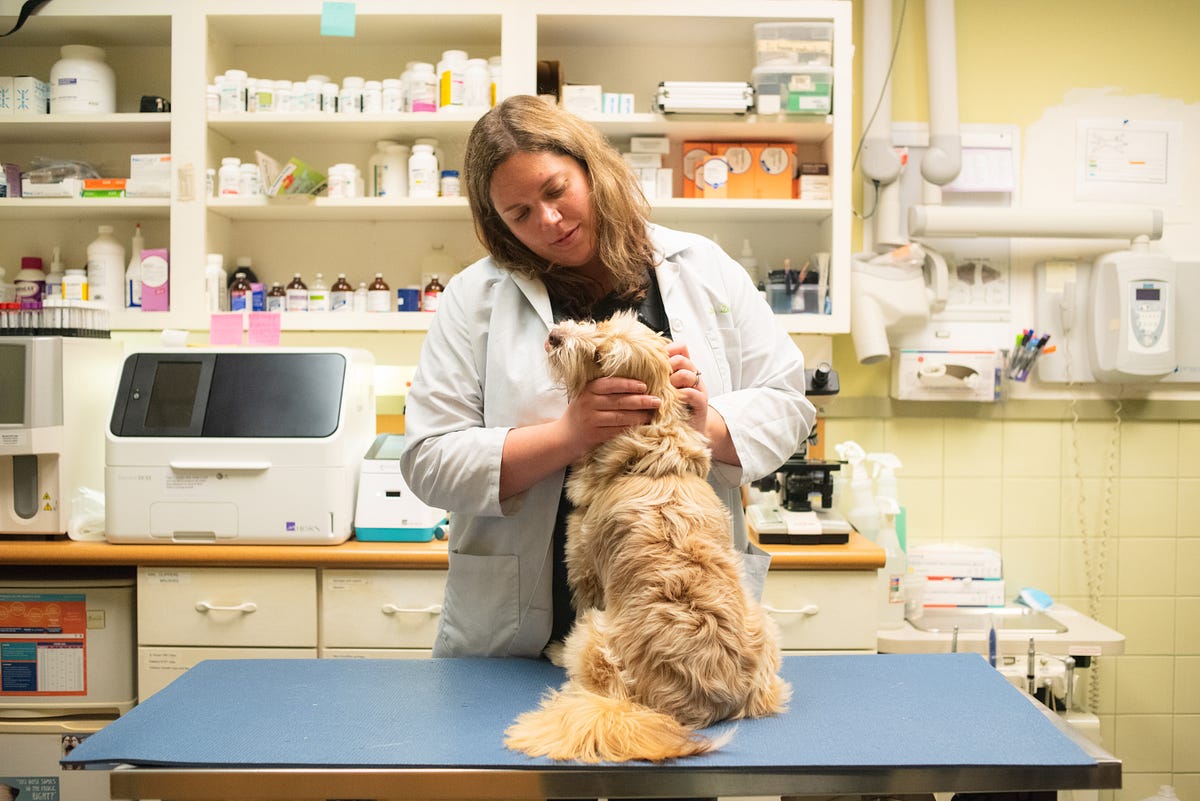 What it’s like being a relief veterinarian with benefits by