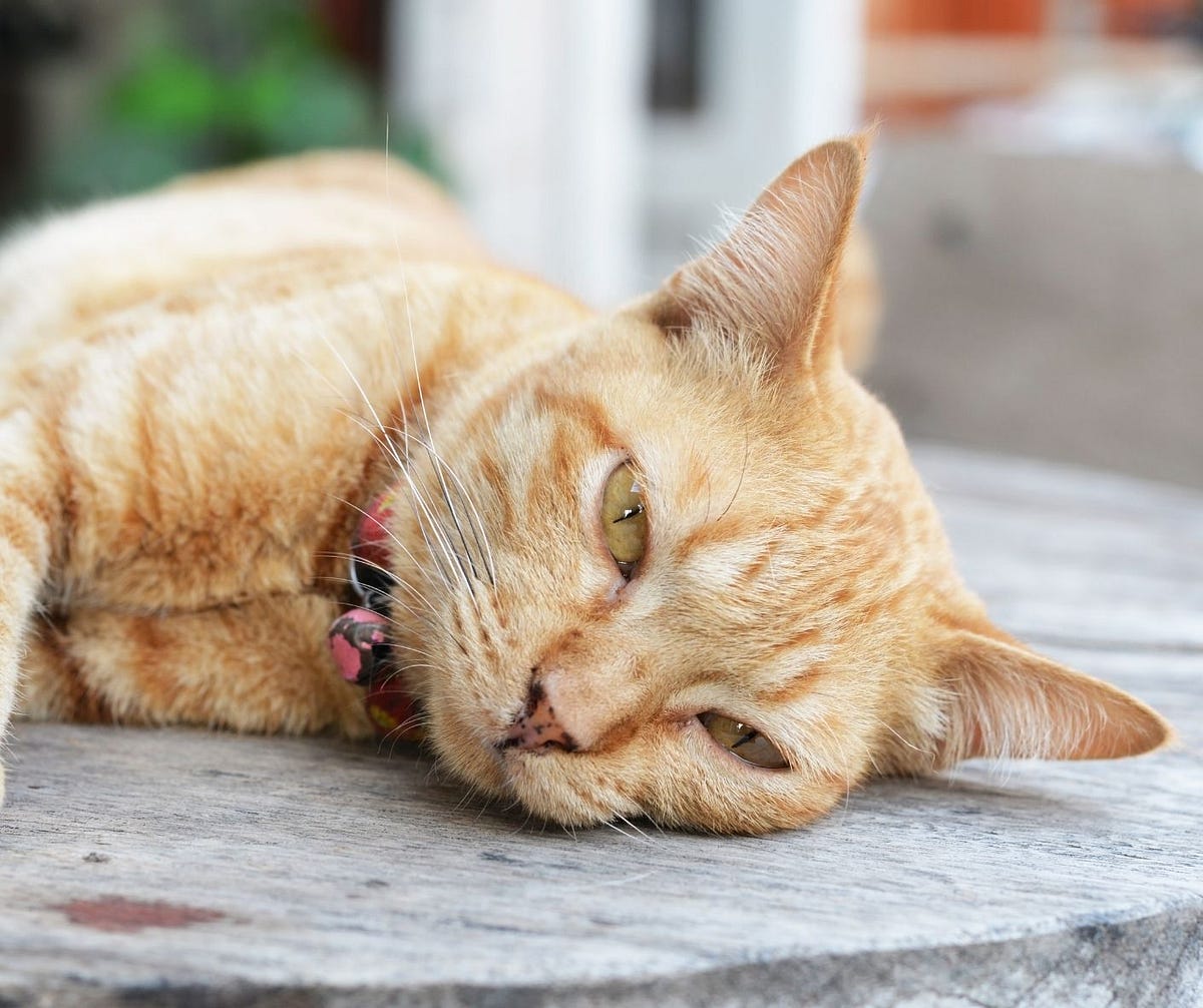 How Can I Tell if My Cat is Sick? by Shelley Wenger Medium