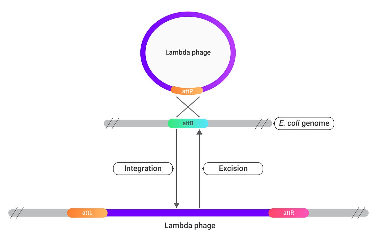 Decoding Gateway Cloning A StepByStep Guide by Mendelgen Medium