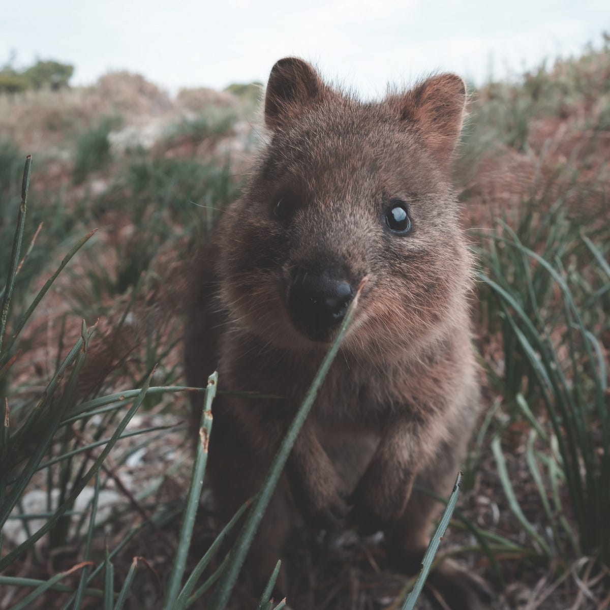 javascrtipt-extension-quokka-js-chris-medium