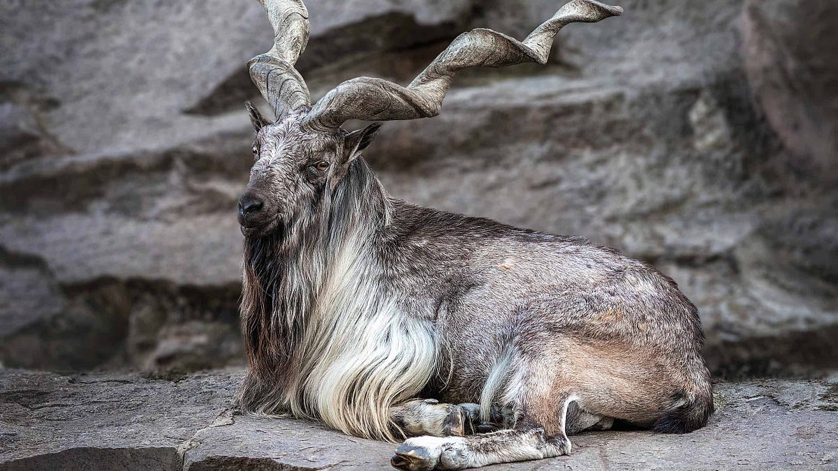 Markhor Wild Goat. The Markhor, often referred to as the… | by Thoughts ...