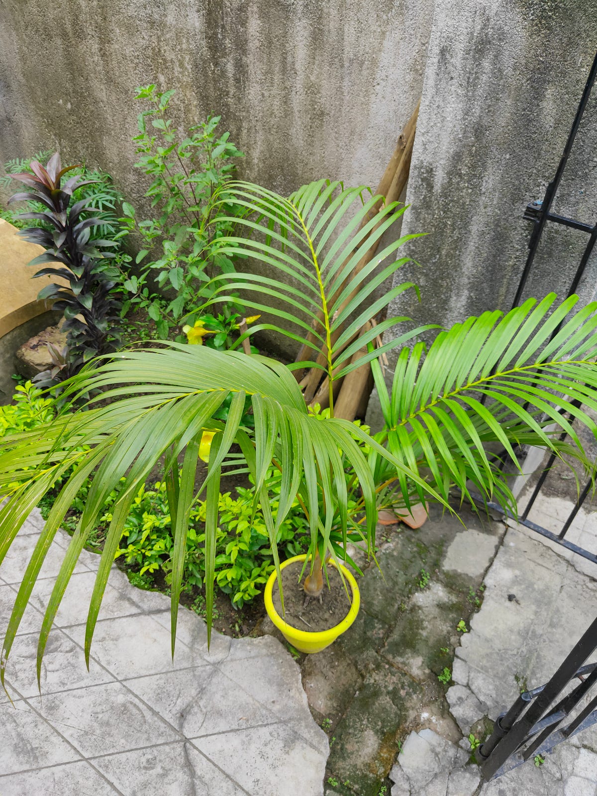 Golden Cane Palm How to Grow and Care of Golden Cane Palm Swatt