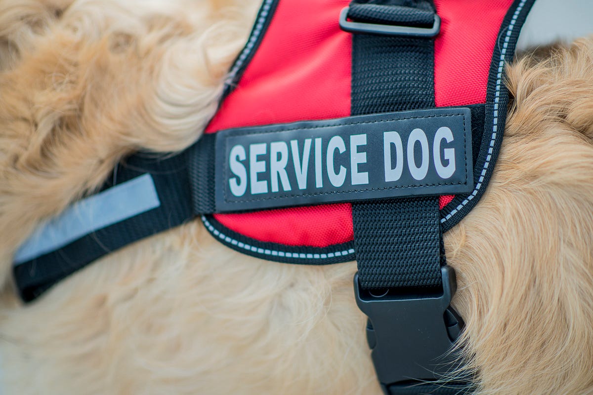 things-to-consider-when-getting-a-trained-service-dog-by