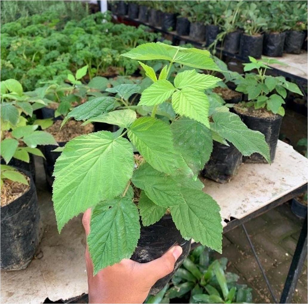 Bibit Raspberry Buah Rasberi Impor Jepara Terlengkap | by faresta bibit ...