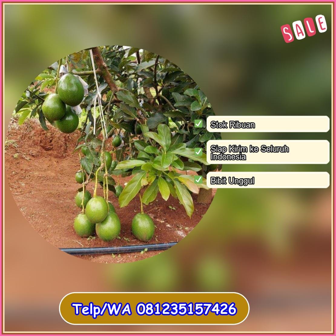 Harga Kota Blitar - Jogokaryo Gardener - Medium