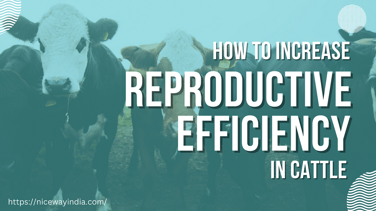 How To Increase Reproductive Efficiency In Cattle By Niceway India Medium