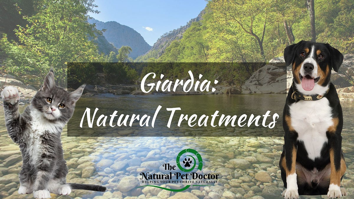 Giardiasis in Dogs & Cats Causes, Symptoms, and Natural Treatments of