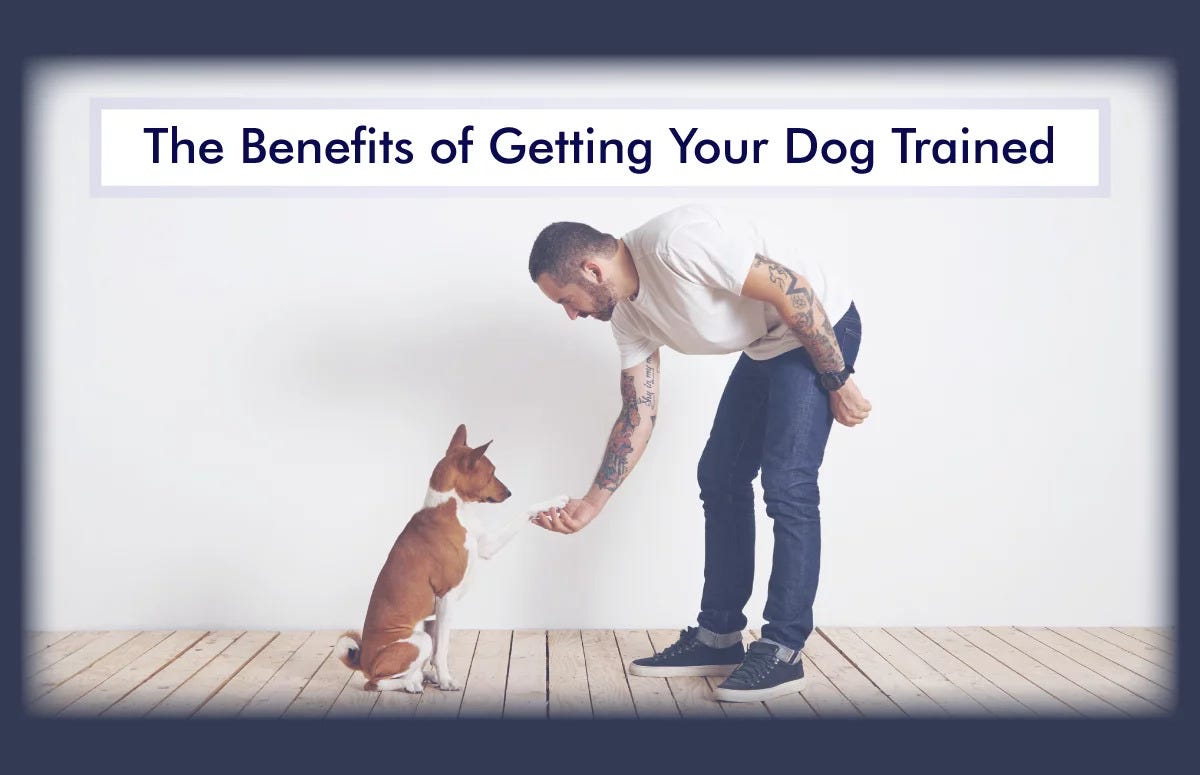 The Benefits of Getting Your Dog Trained Unlocking a World of
