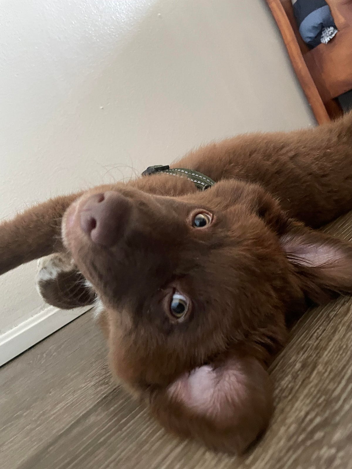 Chocolate Lab Australian Shepherd Mix Puppy