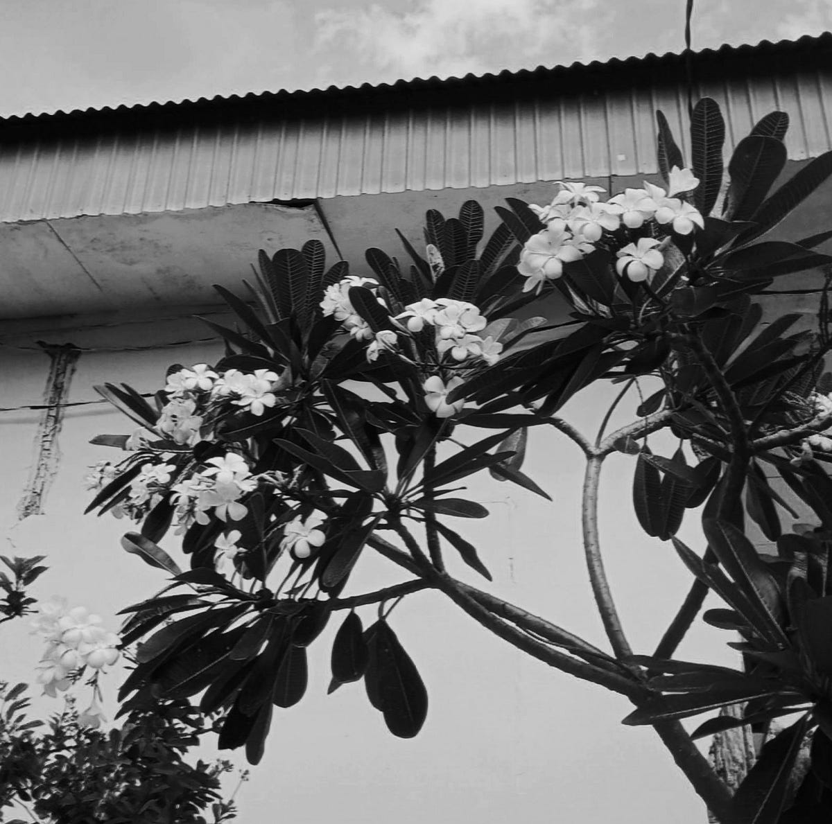 oasis-sendu-kala-asmaralana-gentari-merasuk-sukma-upeksha-menceracam