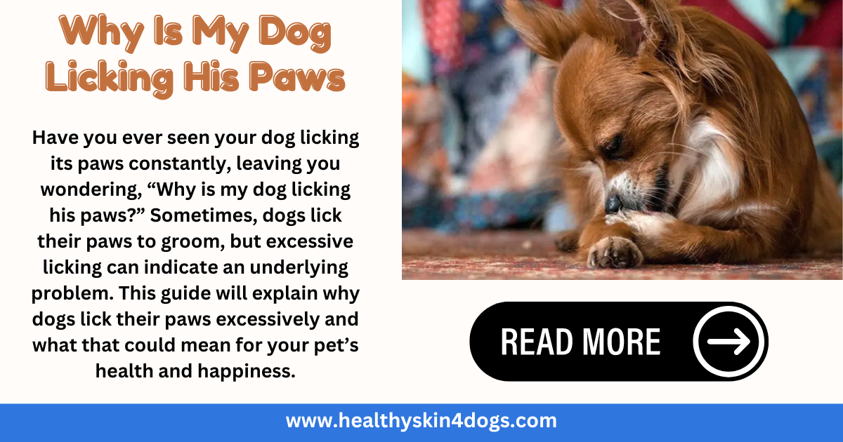 Why Is My Dog Licking His Paws. If you’ve noticed your dog constantly