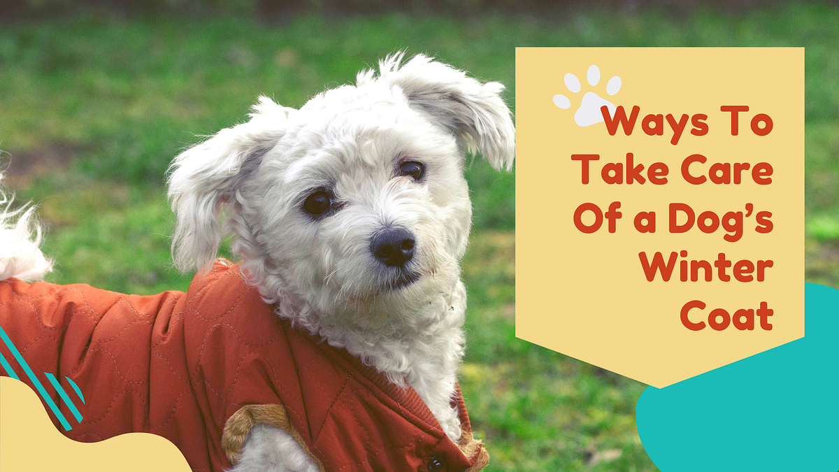 How To Take Care OF Your Dog’s Winter Coat by Bark in Style Medium