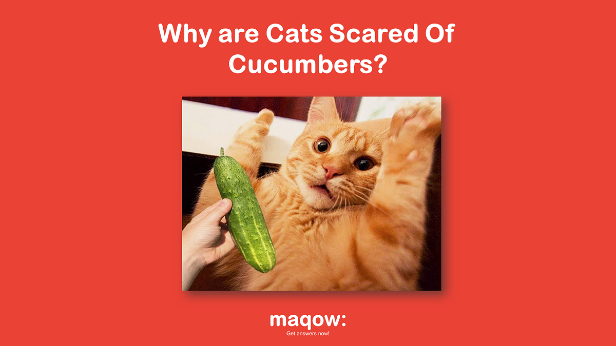 Why are Cats Scared of Cucumbers? Maqow Medium