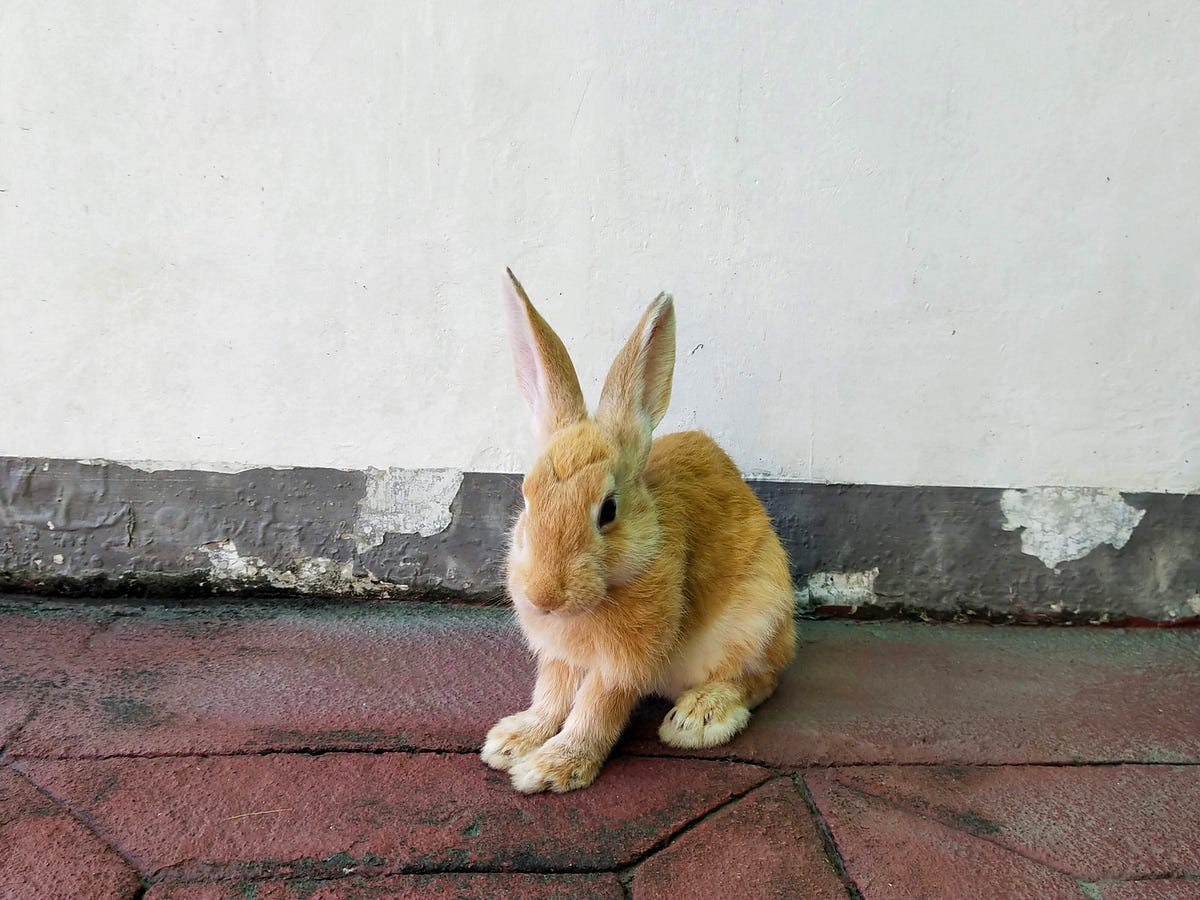 I dropped out of college because my pet rabbit died. | by Athena Perez ...