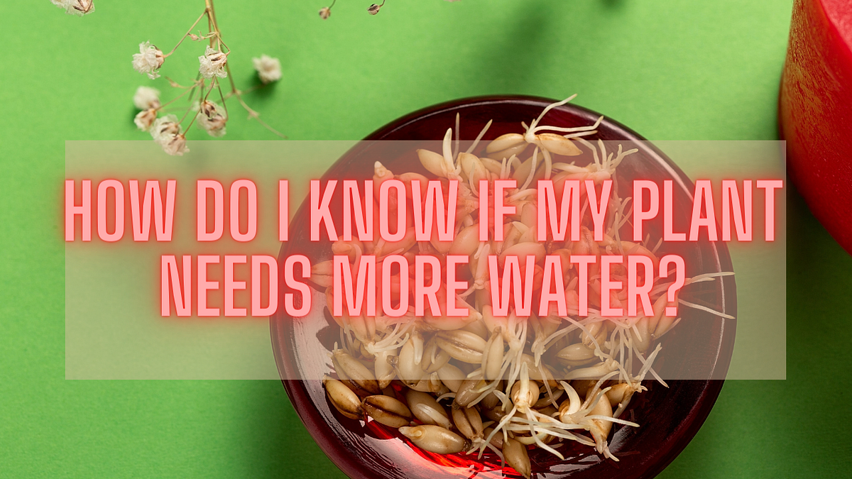How do I know if my plant needs more water? by SeedsNowGMOFREE