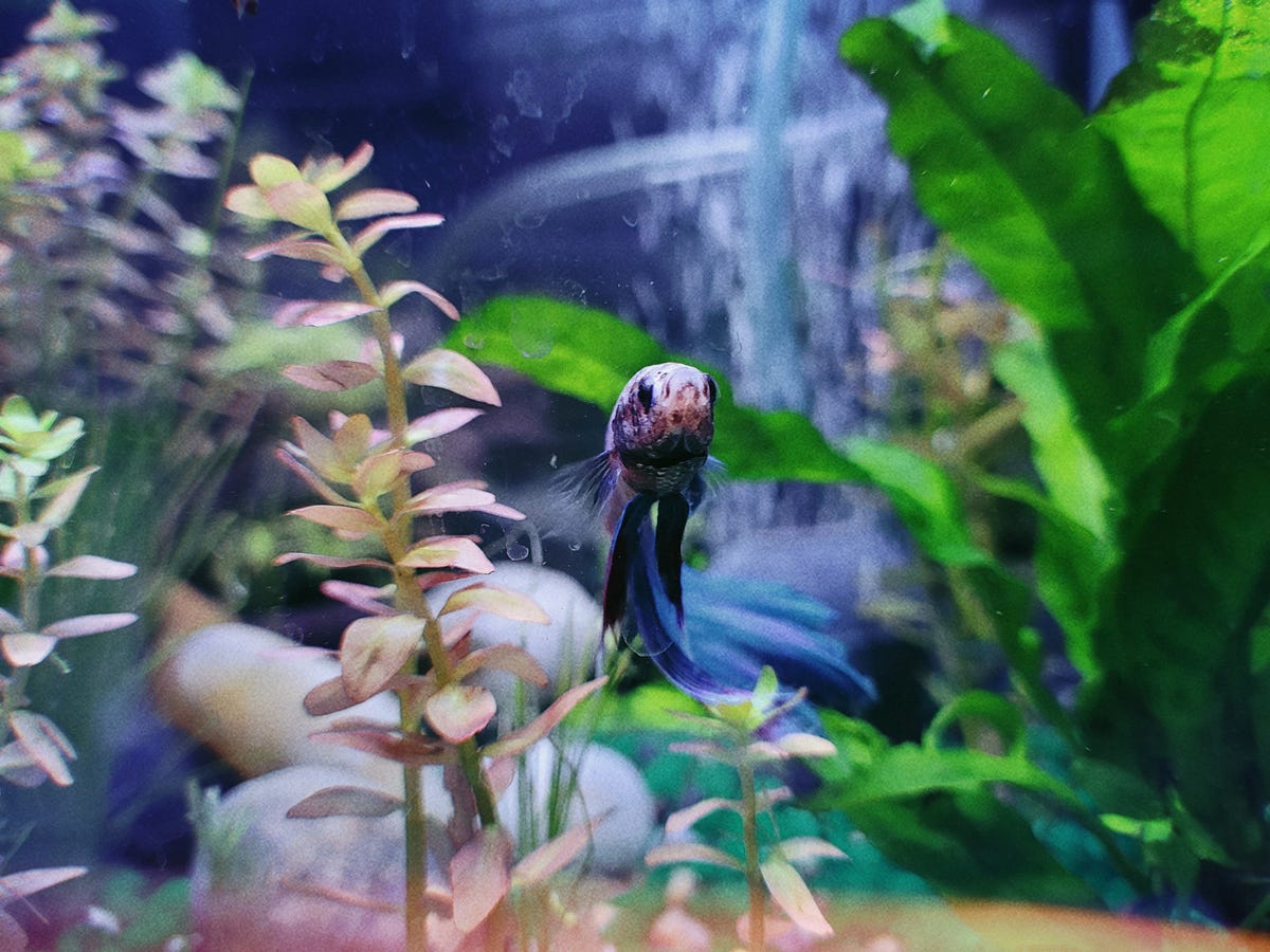 Yes You Can Bond with a Fish as a Pet by Jess the Avocado Fish and Chips Medium