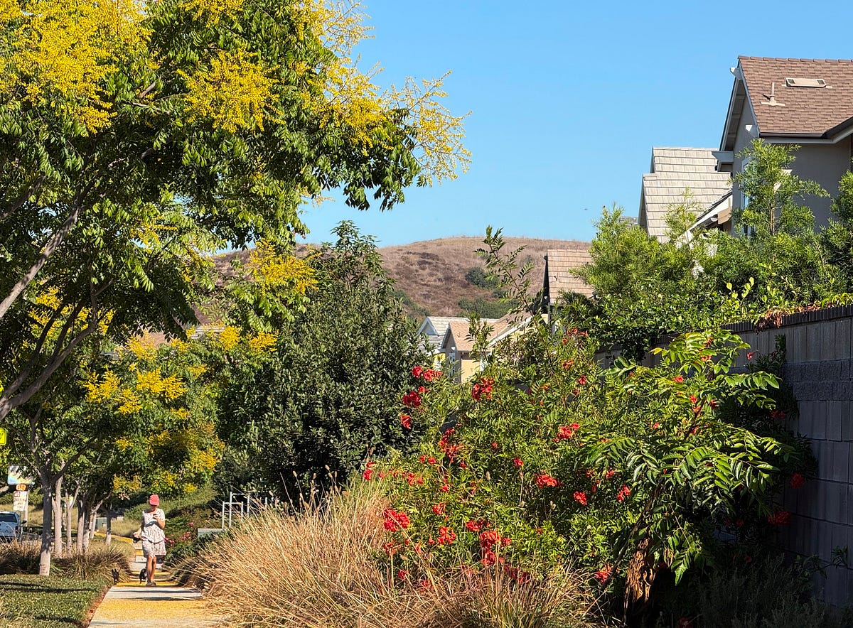 Why I am Like a Spider?. Now, most of you fear spiders… by Dr. Seema