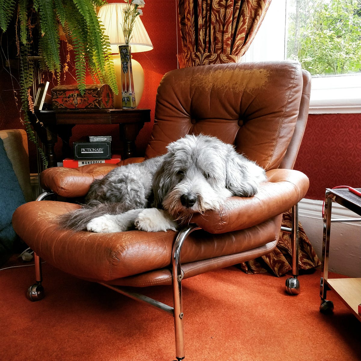 My dog’s voice.. My dog, Doogle, developed his voice… by Dominic