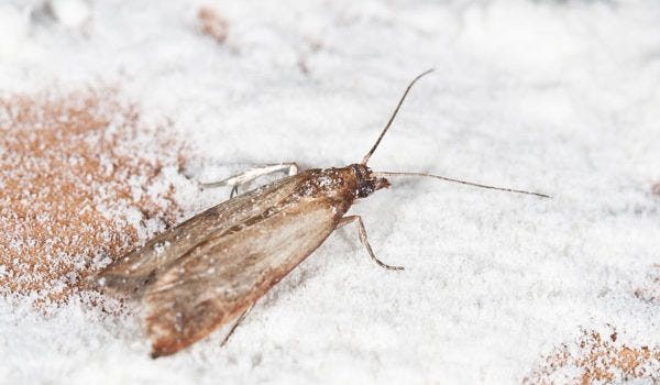 Invading Pantry Moths Cost Me Food Waste