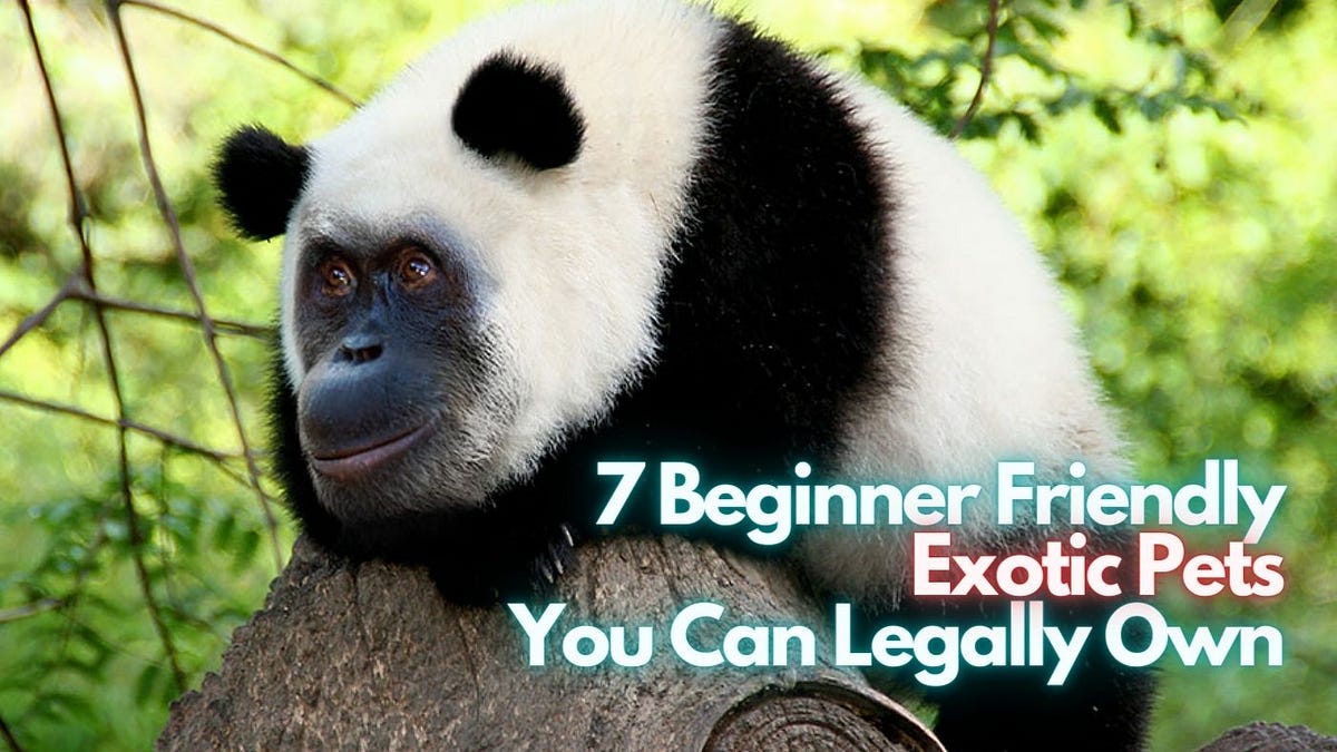 7 Beginner Friendly Exotic Pets You Can Own Legally by YouTube