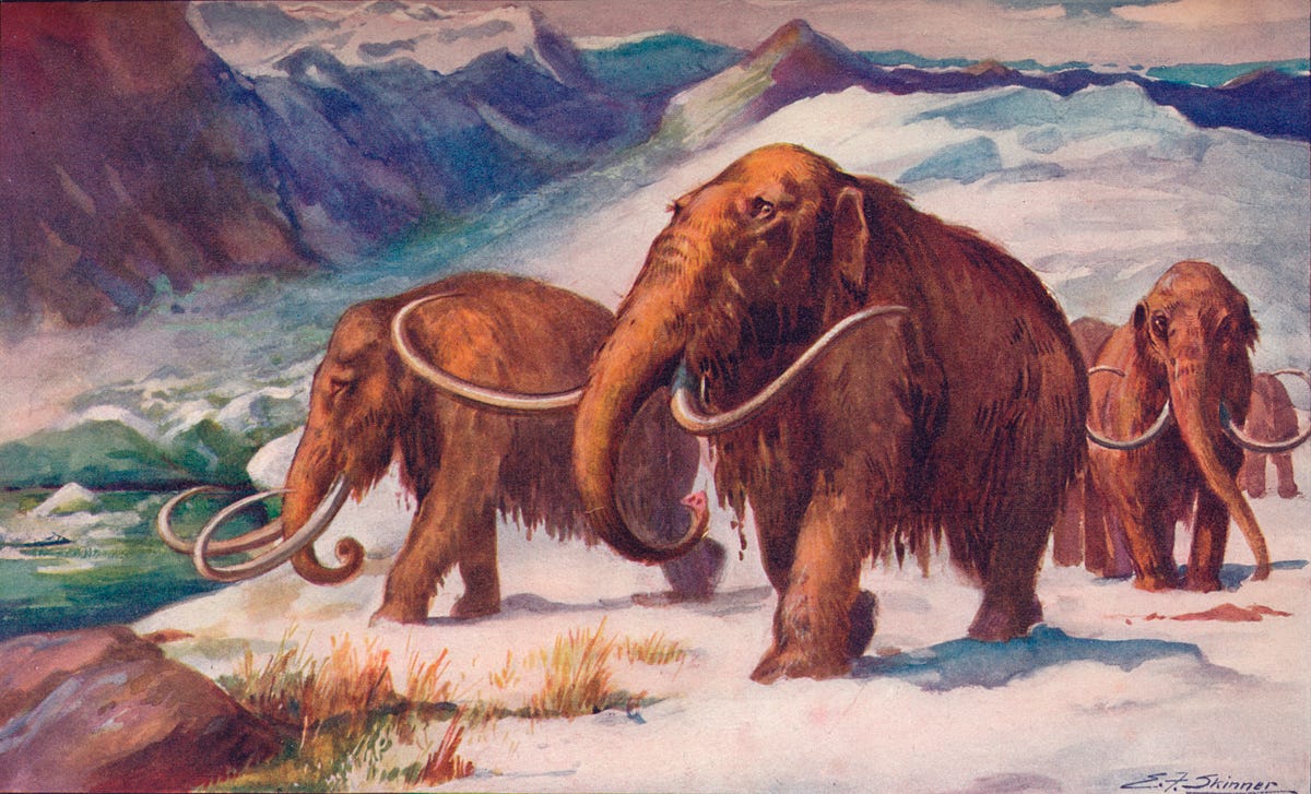 How A 35000 Year Old Frozen Woolly Mammoth Tastes By The Atlantic The Atlantic Medium 