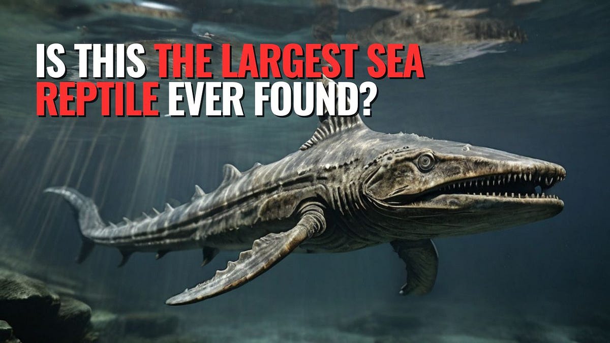 Giant Ichthyosaur Fossil Revealed as Largest Marine Reptile | by Dark ...