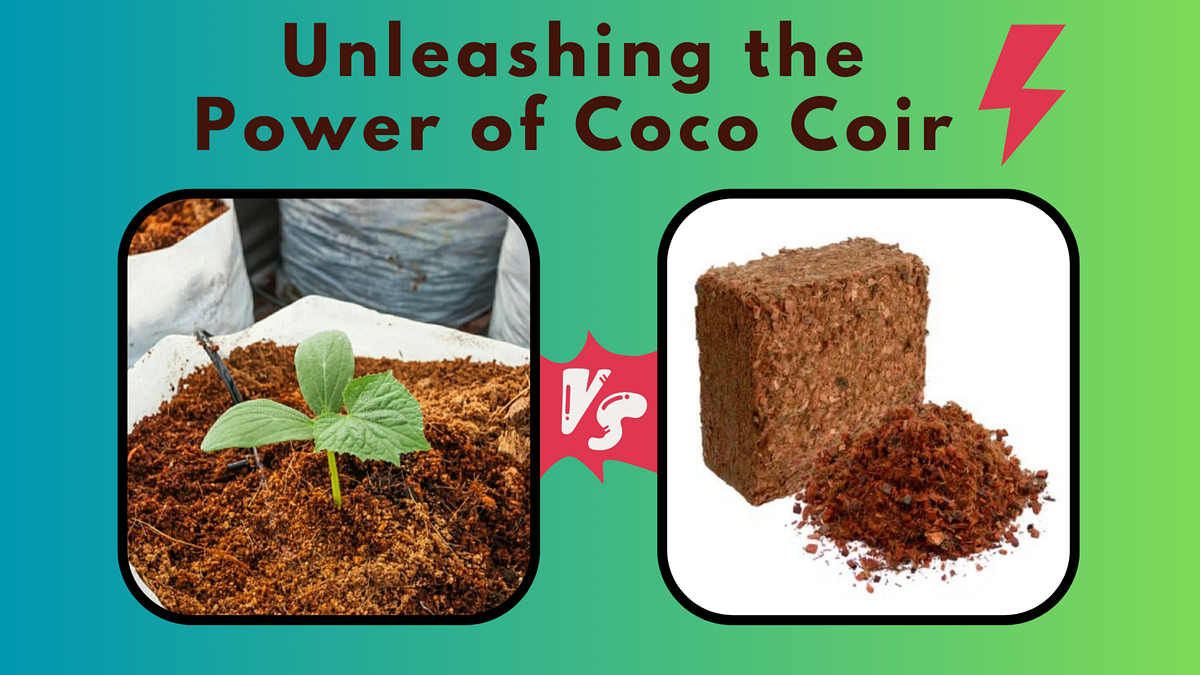 How to Use CocoPeat for Plant Growth by Kopeatexport Medium
