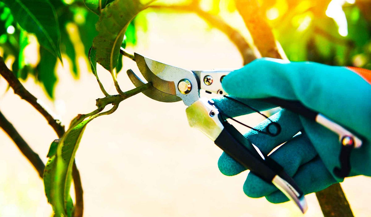 The Pruning Principle