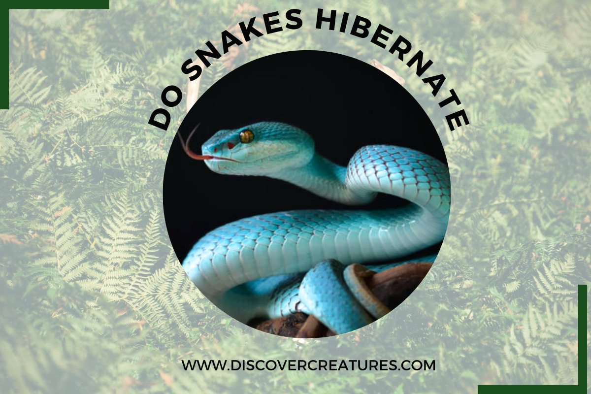 Do Snakes Hibernate? 06 Facts About Snakes by Discover Creatures
