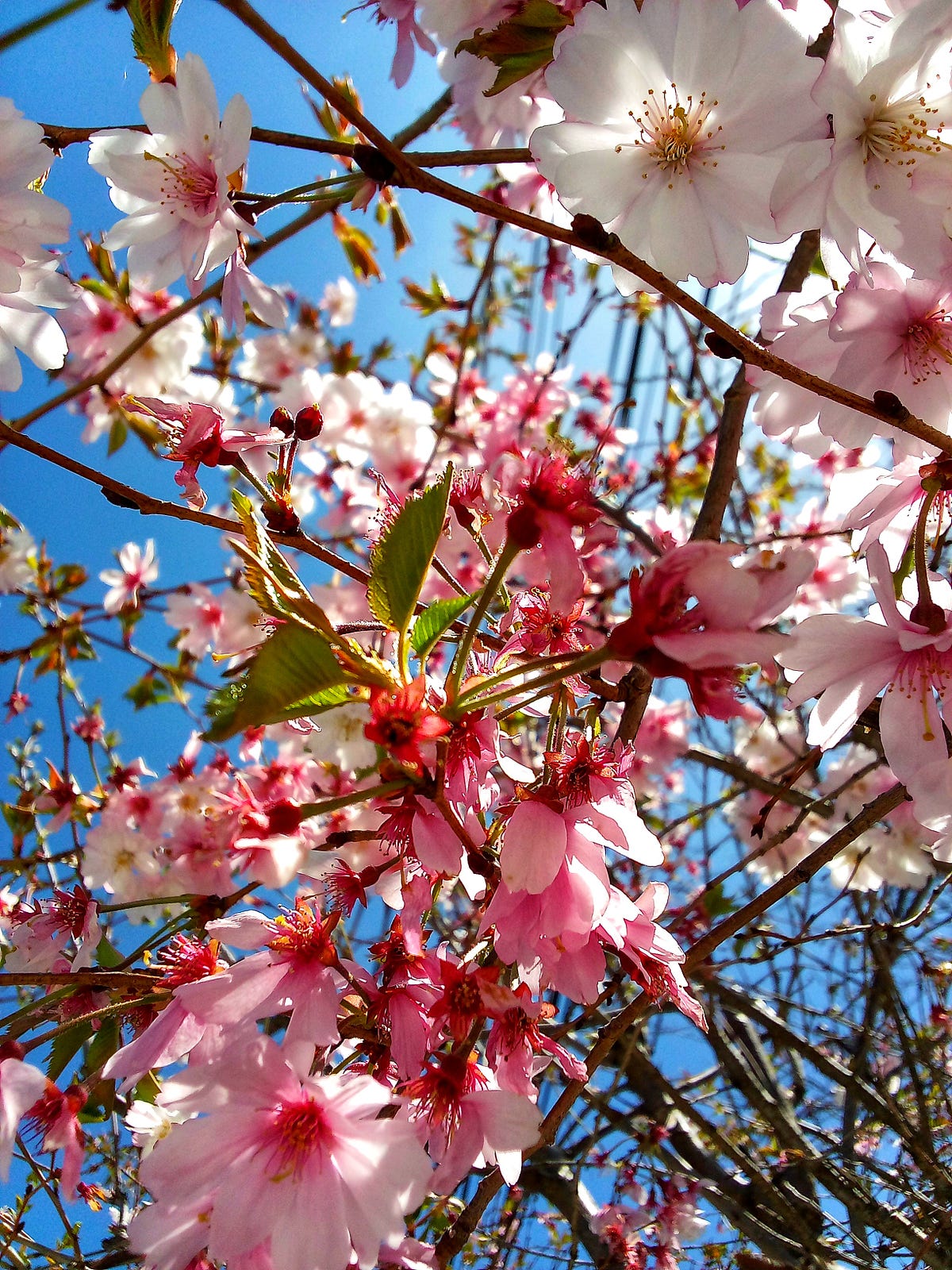 20+ Fascinating Cherry Blossom Facts & Info