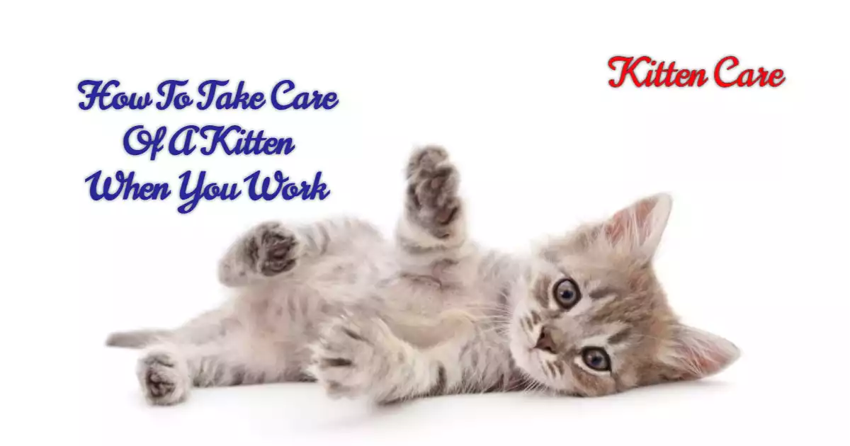 How To Take Care Of A Kitten When You Work by Universe For Pets Medium