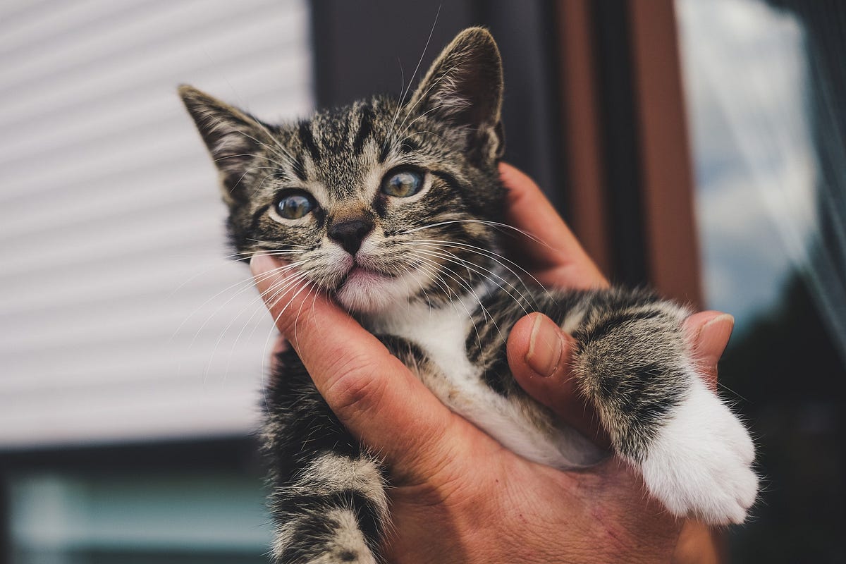 Kittens Can Save Lives. Simply by being kittens | by Michael Shook |  Catness | Medium