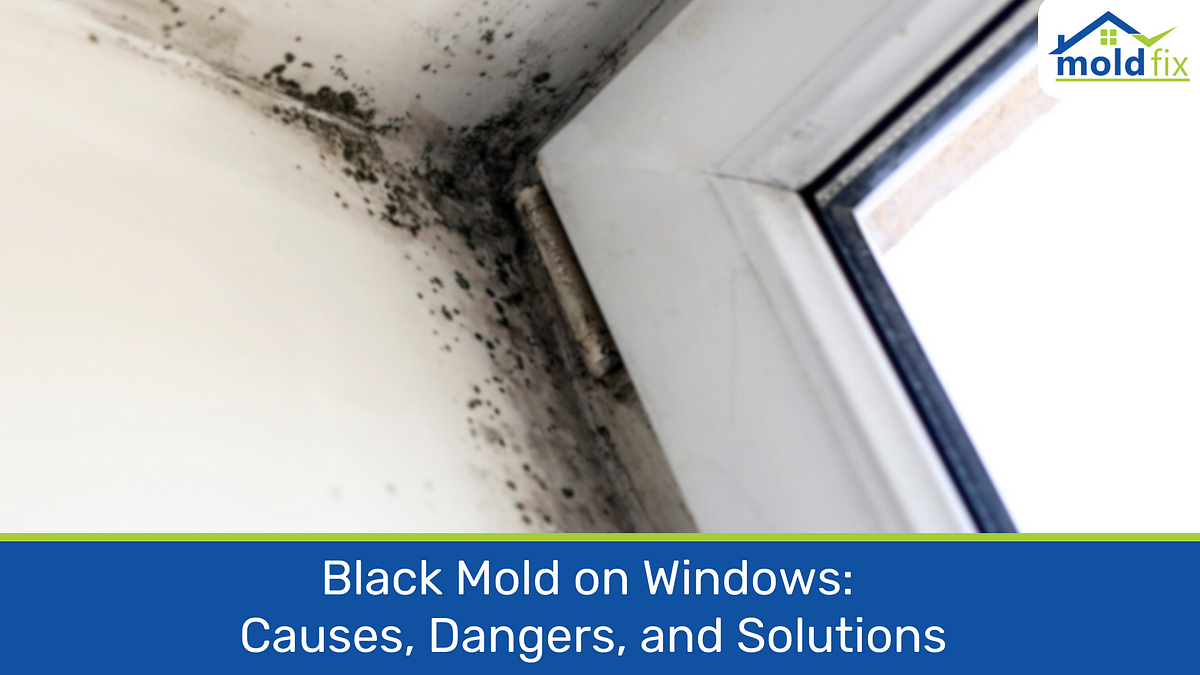 Black Mold on Windows Causes, Dangers, and Solutions by Mold Fix