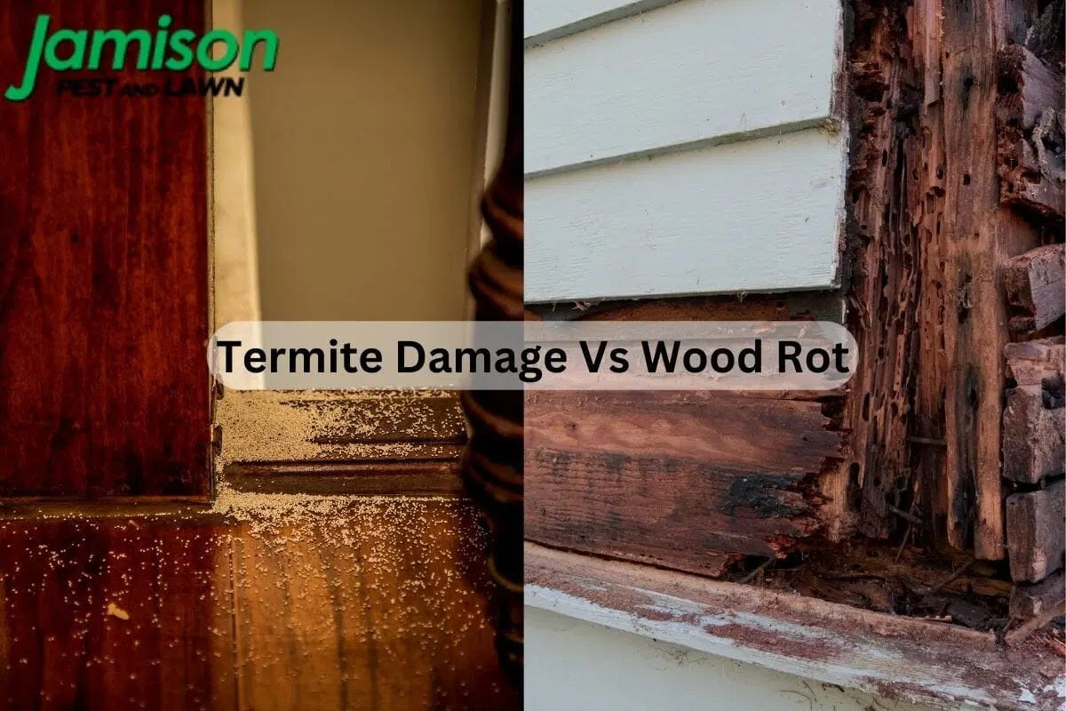 Termite Damage Vs Wood Rot What’s The Difference And How Do You Fix It? Jamison Pest and Lawn