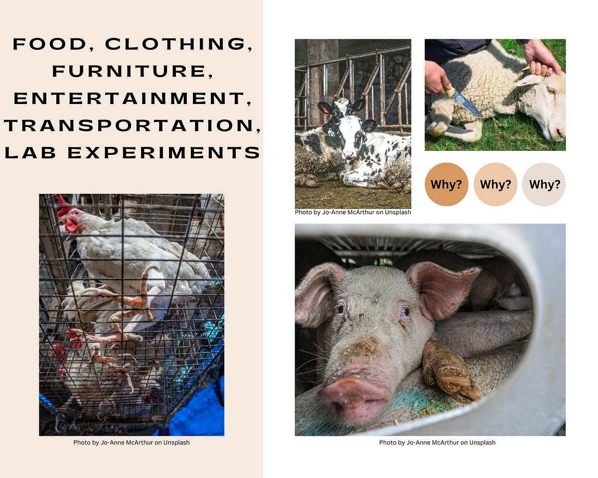 Stop to think why do we use animals by sande nosonowitz mar 2023 